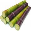 Fresh Sugar Cane Sugarcane Saccharum Officinarum (5lb) view 1