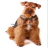 1/8 Sheet ~ Airedale Terrier ~ Dog Breed ~ Edible Cake/Cupcake Topper!!! view 1