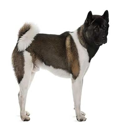 2" Round ~ Akita ~ Dog Breeds ~ Edible Cake/Cupcake Topper!!!