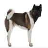 2" Round ~ Akita ~ Dog Breeds ~ Edible Cake/Cupcake Topper!!! view 1
