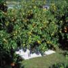 fruit sweetening up sheet 2m x 2m 7680 view 2