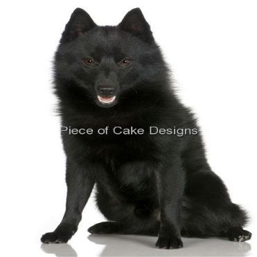 1/8 Sheet ~ Schipperke ~ Dog Breed ~ Edible Cake/Cupcake Topper!!!
