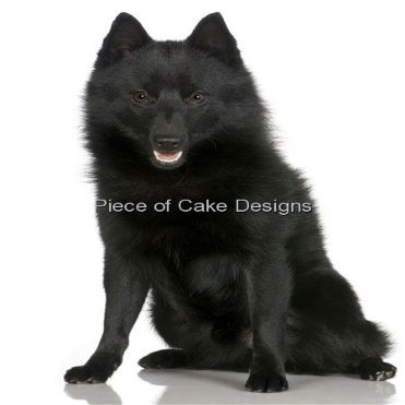 1/8 Sheet ~ Schipperke ~ Dog Breed ~ Edible Cake/Cupcake Topper!!!