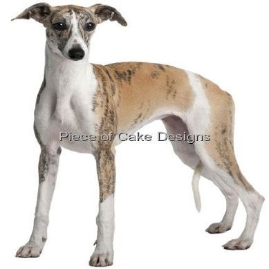 2" Round ~ Whippet ~ Dog Breed ~ Edible Cake/Cupcake Topper!!!