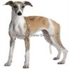 2" Round ~ Whippet ~ Dog Breed ~ Edible Cake/Cupcake Topper!!! view 1