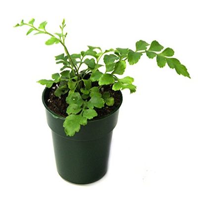 Asplenium Hybrid 'Austral Gem Fern"