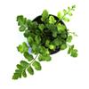 Asplenium Hybrid 'Austral Gem Fern" view 2