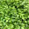 Asplenium Hybrid 'Austral Gem Fern" view 3