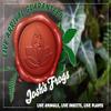 Asplenium Hybrid 'Austral Gem Fern" view 4