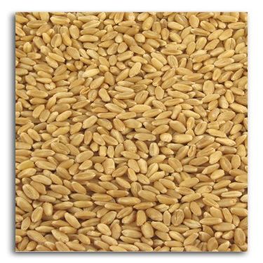 Organic Hard White Wheat 25 lbs.
