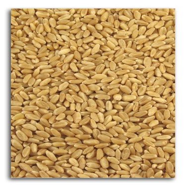 Organic Hard White Wheat 25 lbs.