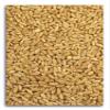 Organic Hard White Wheat 25 lbs. view 1