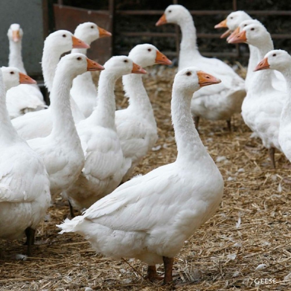 Sound Card - Geese