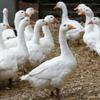 Sound Card - Geese view 1