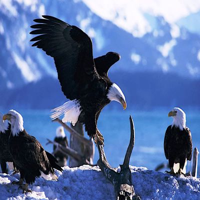 3" Round ~ Flock of Bald Eagles ~ Edible Cake/Cupcake Topper!!!