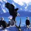 3" Round ~ Flock of Bald Eagles ~ Edible Cake/Cupcake Topper!!! view 1