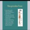 First Aid Creams Company Ruta Graveolens Cream 6 Pack view 3