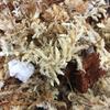 rePotme Phalaenopsis Gold Classic Orchid Mix (Junior Bag, Orchid Mix, 1 Quart) view 3