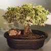 Bonsai Boy's Baby Jade Bonsai Tree - Variegated portulacaria afra variegata view 1