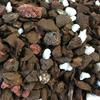 Dendrobium Imperial Orchid Mix (Standard Bag) view 4