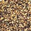 Purple Barley Seeds - Certified Organic - 2.5 Lb Pouch - Handy Pantry Brand - Also Called Black Barley - No Hull - for Barleygrass, Grind for Flour, Food Storage, Soups & More view 2