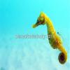 3" Round ~ Yellow Sea Horse Close Up Birthday ~ Edible Cake/Cupcake Topper!!! view 1