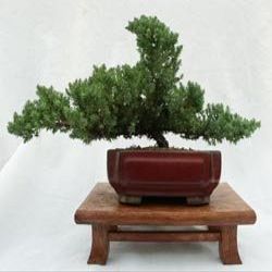 Dwarf Japanese Juniper Bonsai Tree 8" pot