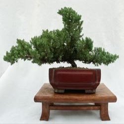 Dwarf Japanese Juniper Bonsai Tree 8" pot