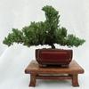 Dwarf Japanese Juniper Bonsai Tree 8" pot view 1