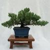 Dwarf Japanese Juniper Bonsai Tree 8" pot view 2