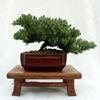 Dwarf Japanese Juniper Bonsai Tree 8" pot view 3