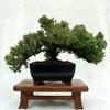 Dwarf Japanese Juniper Bonsai Tree 8" pot view 4