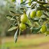 Basilippo Extra Virgin Olive Oil Gourmet - 16.9 OZ / 500 ML - Early Harvest view 3