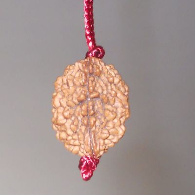 2 Mukhi Nepal Rudraksha - Energized - Balance the Mind and Relationships