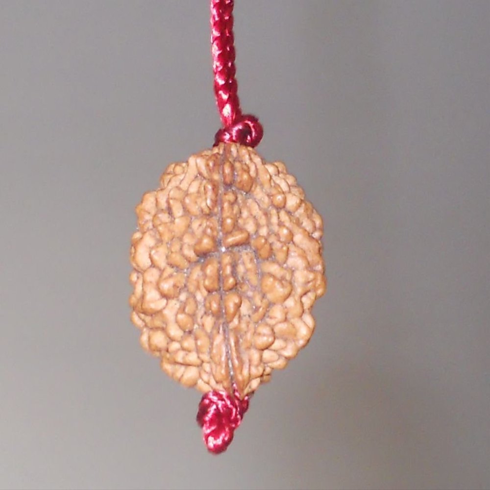 2 Mukhi Nepal Rudraksha - Energized - Balance the Mind and Relationships