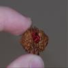 2 Mukhi Nepal Rudraksha - Energized - Balance the Mind and Relationships view 4