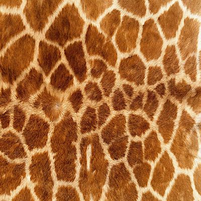 2" Round ~ Real Giraffe Print Birthday ~ Edible Cake/Cupcake Topper!!!