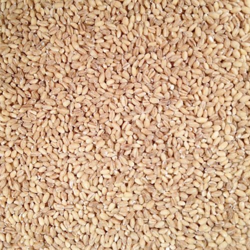 Grain Place Foods | Non-GMO Organic Hulled Barley | Made in USA | 25 lb Bag