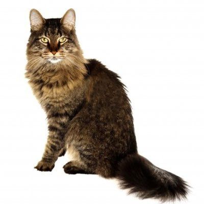 1/8 Sheet ~ Cat Breeds Maine Coon Birthday ~ Edible Cake/Cupcake Topper!!!