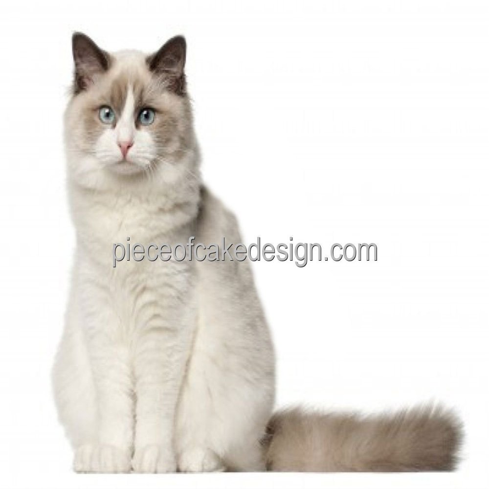 2" Round ~ Cat Breeds Ragdoll Birthday ~ Edible Cake/Cupcake Topper!!!