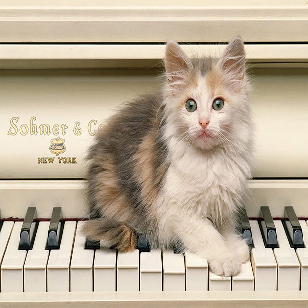 2" Round ~ Baby Kitten Piano Birthday ~ Edible Cake/Cupcake Topper!!!