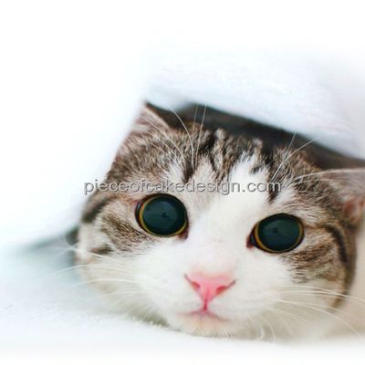 1/8 Sheet ~ Cat Eyes Close Up Birthday ~ Edible Cake/Cupcake Topper!!!