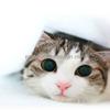 1/8 Sheet ~ Cat Eyes Close Up Birthday ~ Edible Cake/Cupcake Topper!!! view 1