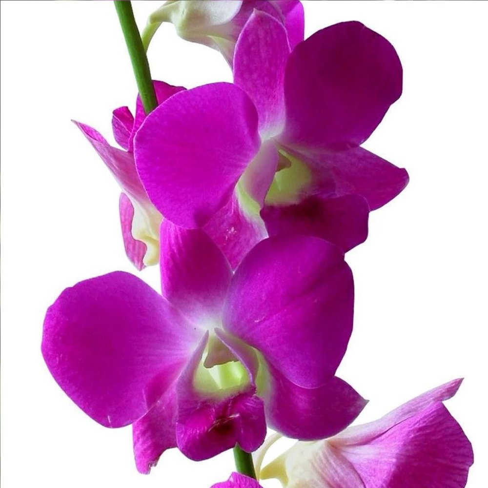 Dendrobium Orchid Stater Plants Hawaiian 2 Pk 4-6 in. Tall Rrooted in 2.5 in. Pot No Bloom D2