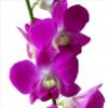 Dendrobium Orchid Stater Plants Hawaiian 2 Pk 4-6 in. Tall Rrooted in 2.5 in. Pot No Bloom D2 view 1