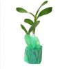 Dendrobium Orchid Stater Plants Hawaiian 2 Pk 4-6 in. Tall Rrooted in 2.5 in. Pot No Bloom D2 view 2