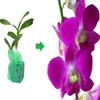 Dendrobium Orchid Stater Plants Hawaiian 2 Pk 4-6 in. Tall Rrooted in 2.5 in. Pot No Bloom D2 view 3