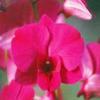 Dendrobium Orchid Stater Plants Hawaiian 2 Pk 4-6 in. Tall Rrooted in 2.5 in. Pot No Bloom D2 view 4