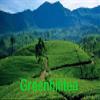 Greenhilltea bulk tea , Blue Lady Tea, Citrus mlange of passion fruit, grapefruit, orange, and grenadine imparts a sweet, slightly tart flavour. - 8 Oz Bag view 4