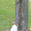 3 Maple Sap Ecolo Spouts with 2 ft. Blue Drop Lines, Spile, Tap, Syrup. view 2